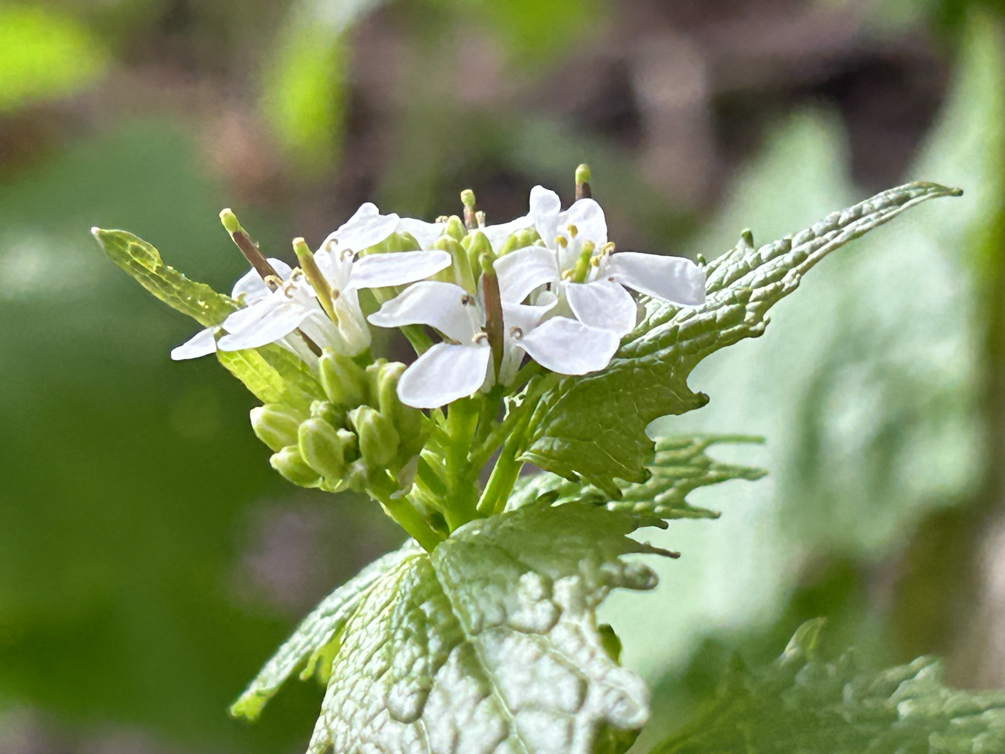 Decorative gradient background