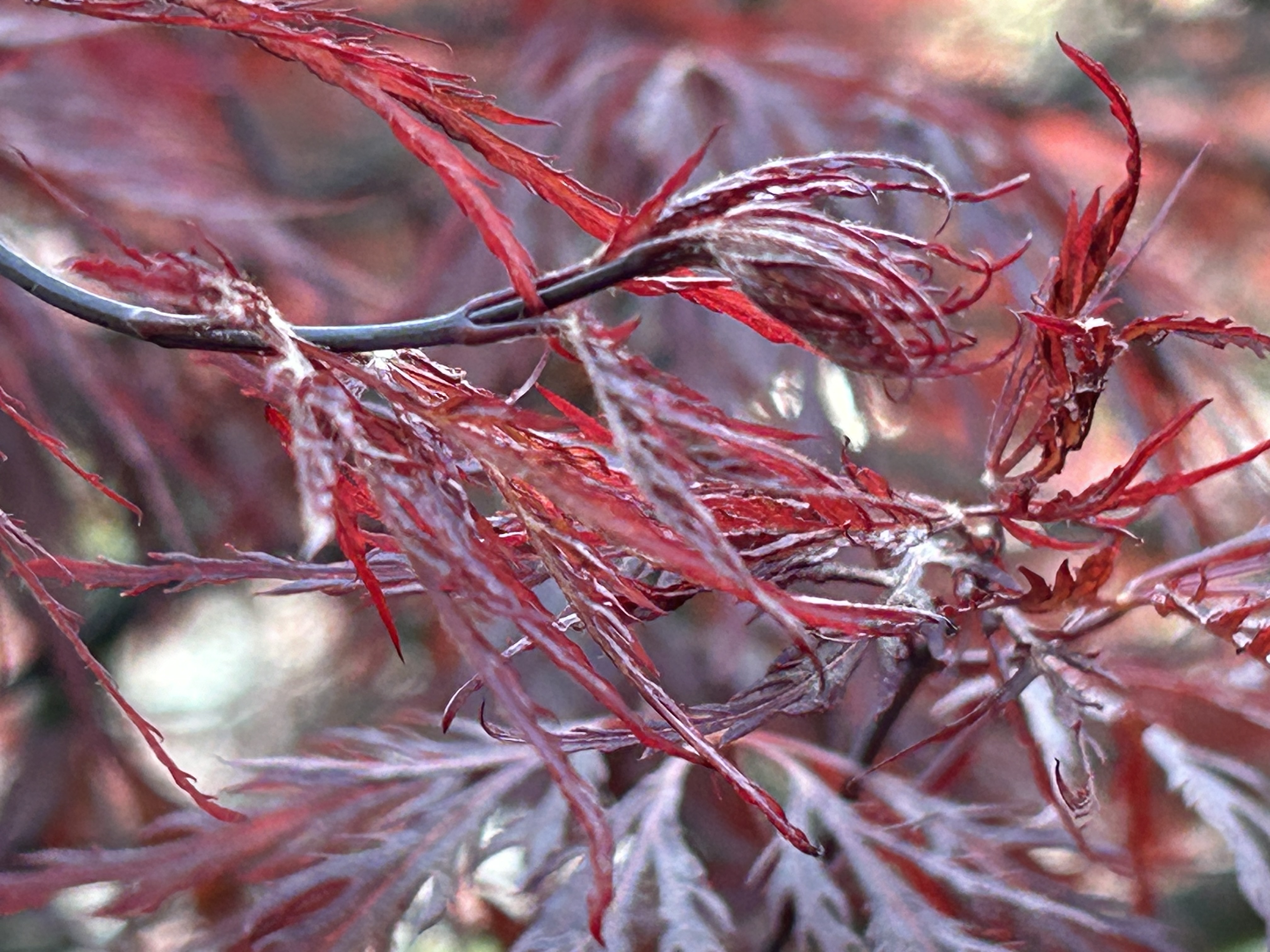 Decorative gradient background