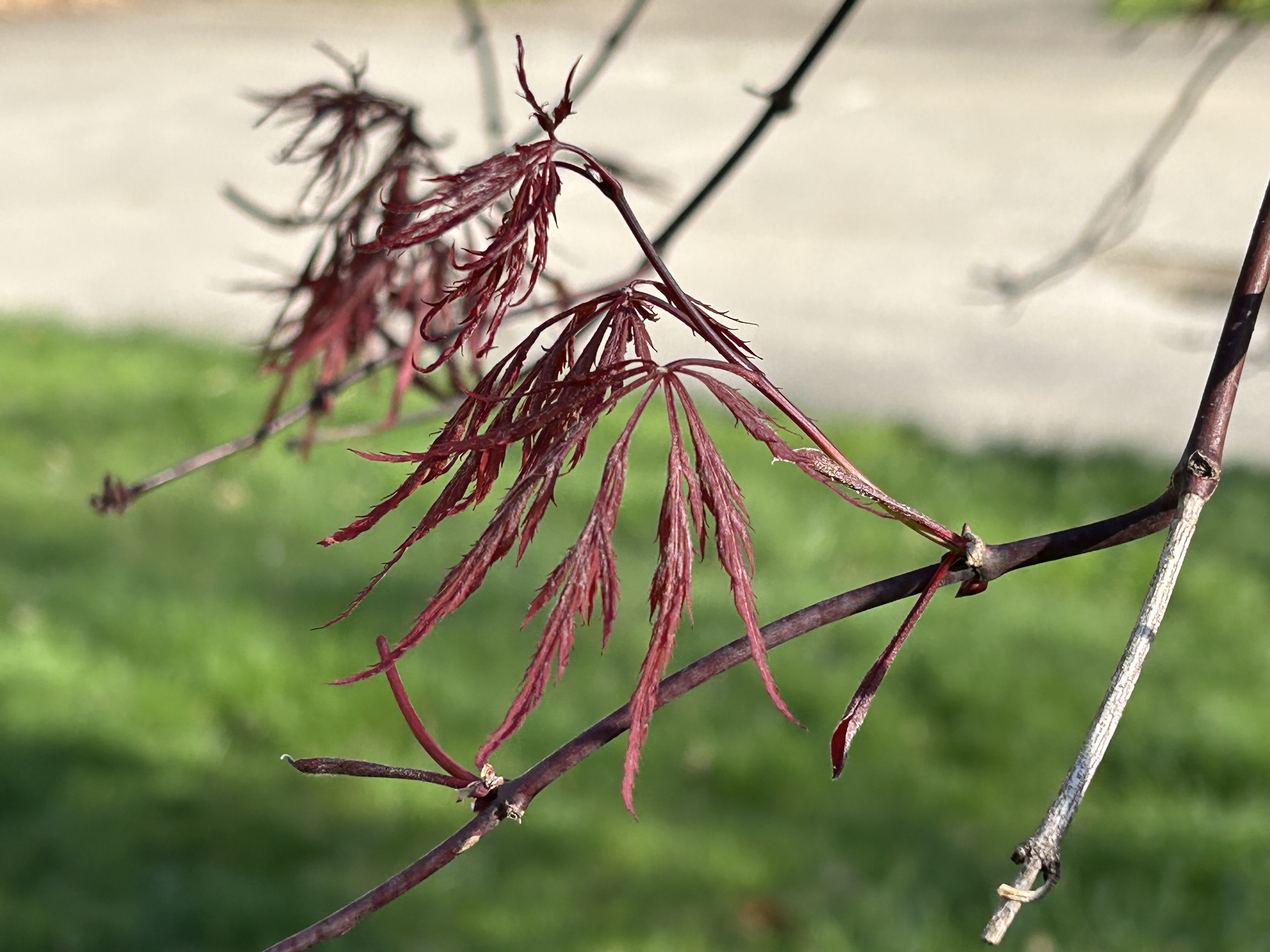 Decorative gradient background